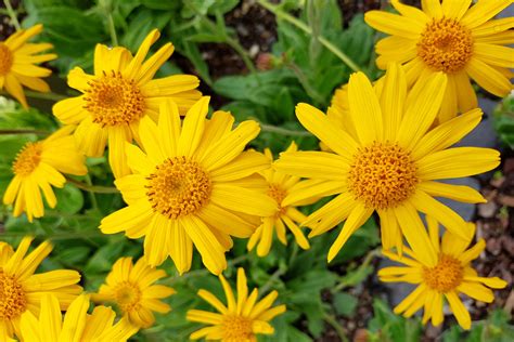 Arnica .